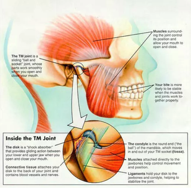 Schema of jaw and neck muscle coordination while chewing gum on the