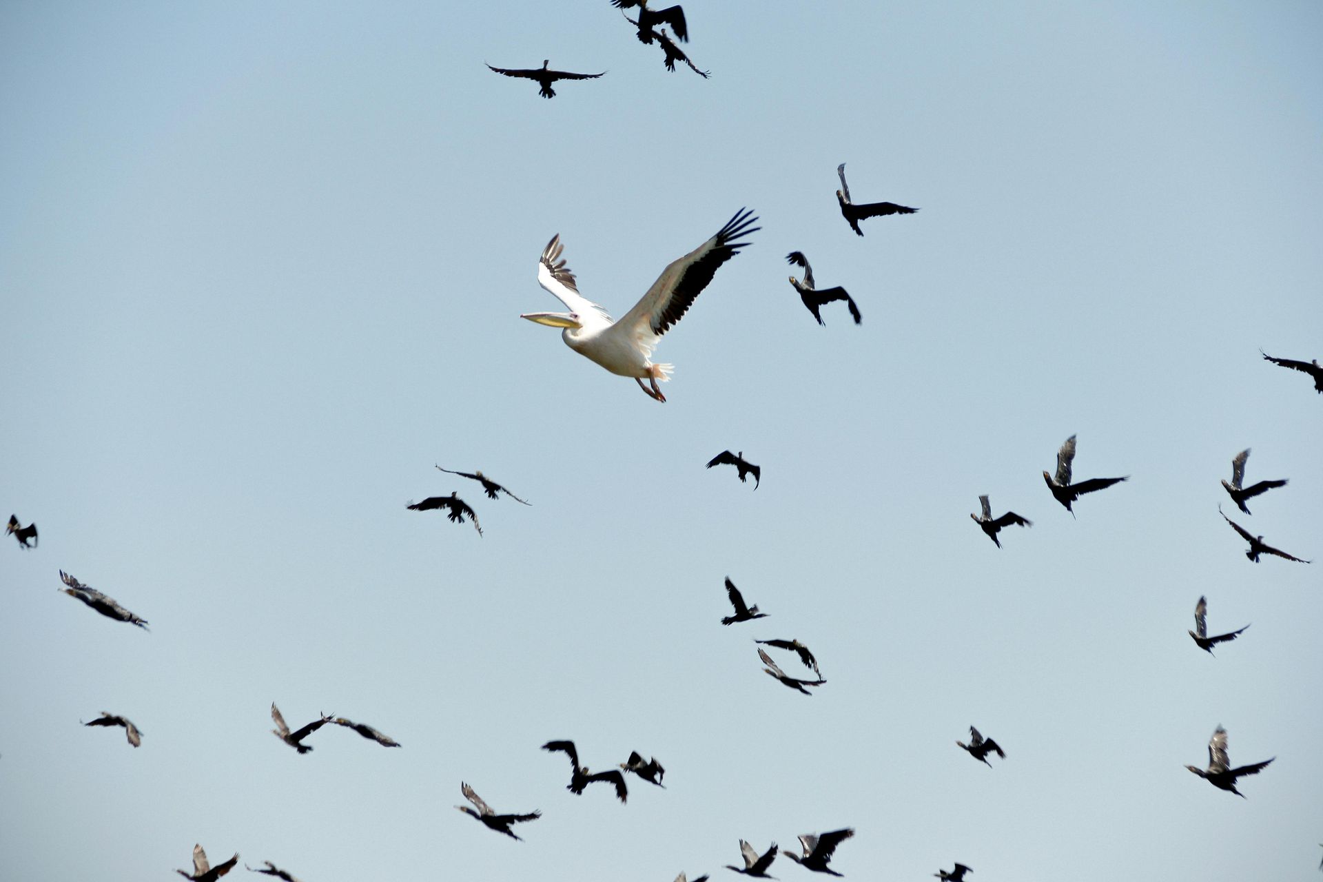 Birds flying in migration as a metaphor for migration from the public cloud back to colocation.