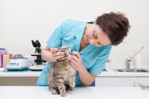 Veterinarian Checking Up a Cat — Pembroke Pines, FL — Pasadena Lakes Animal Clinic