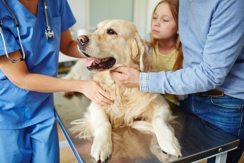 Dog Inside Animal Clinic — Pembroke Pines, FL — Pasadena Lakes Animal Clinic