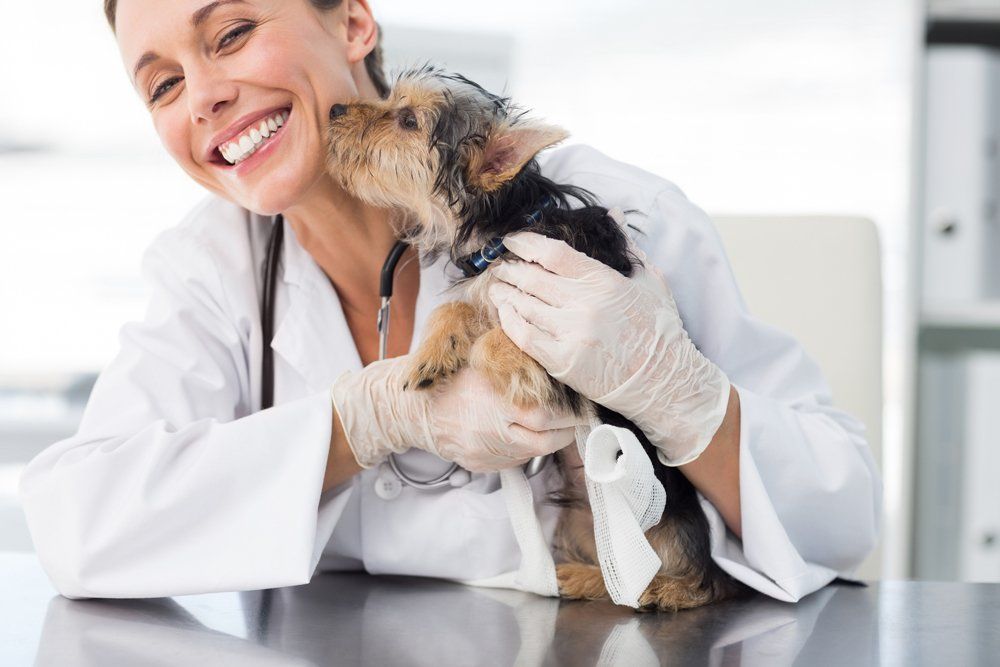 Dog Kissing a Veterinarian — Pembroke Pines, FL — Pasadena Lakes Animal Clinic