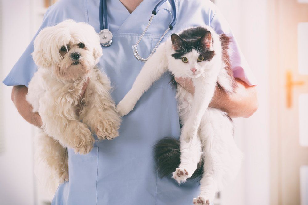 Veterinarian Carrying Cat and Dog — Pembroke Pines, FL — Pasadena Lakes Animal Clinic