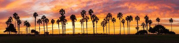 A row of palm trees silhouetted against a sunset sky