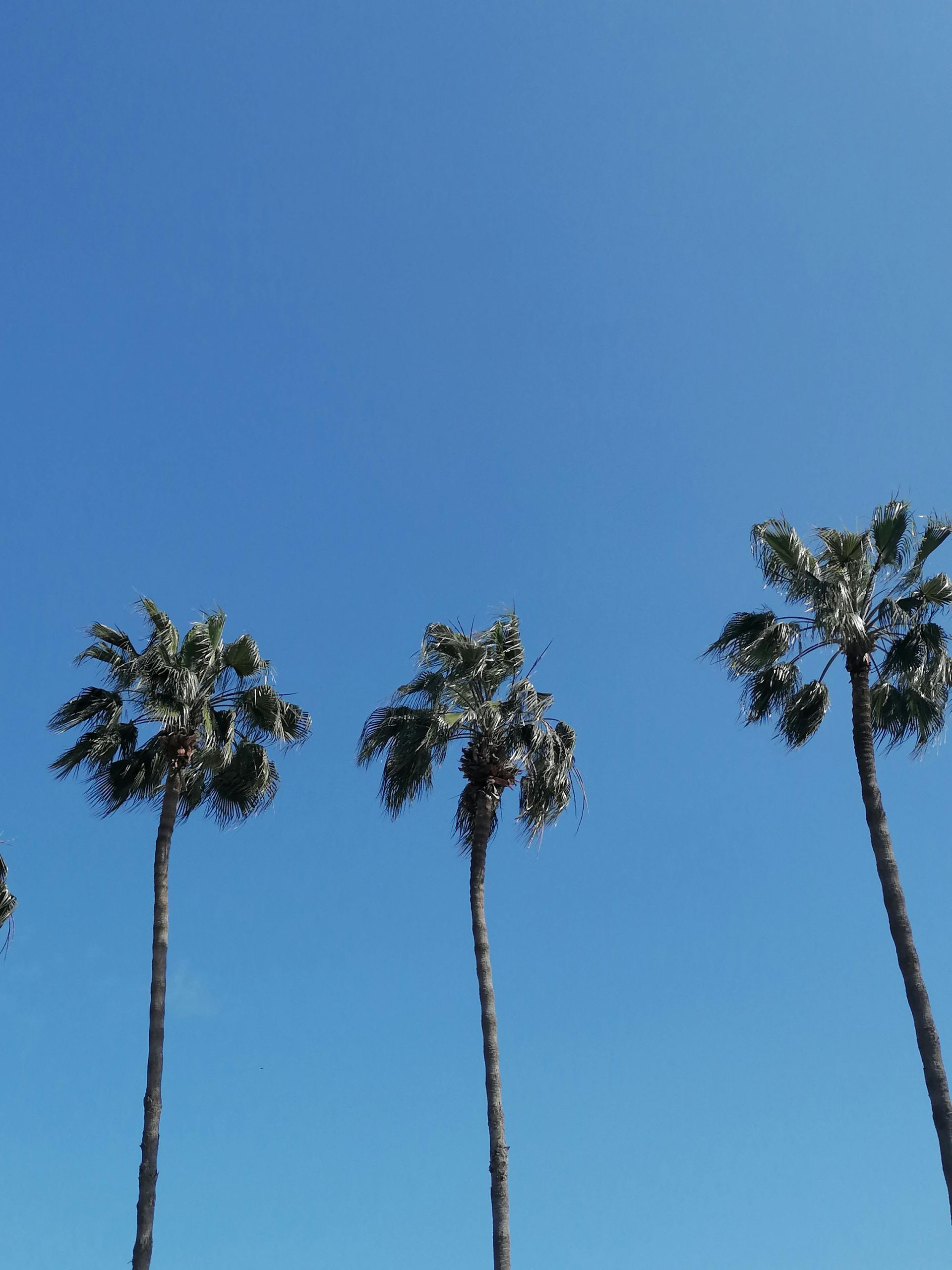 Black owned Business & Black Entrepreneurs Directory in Palmdale California