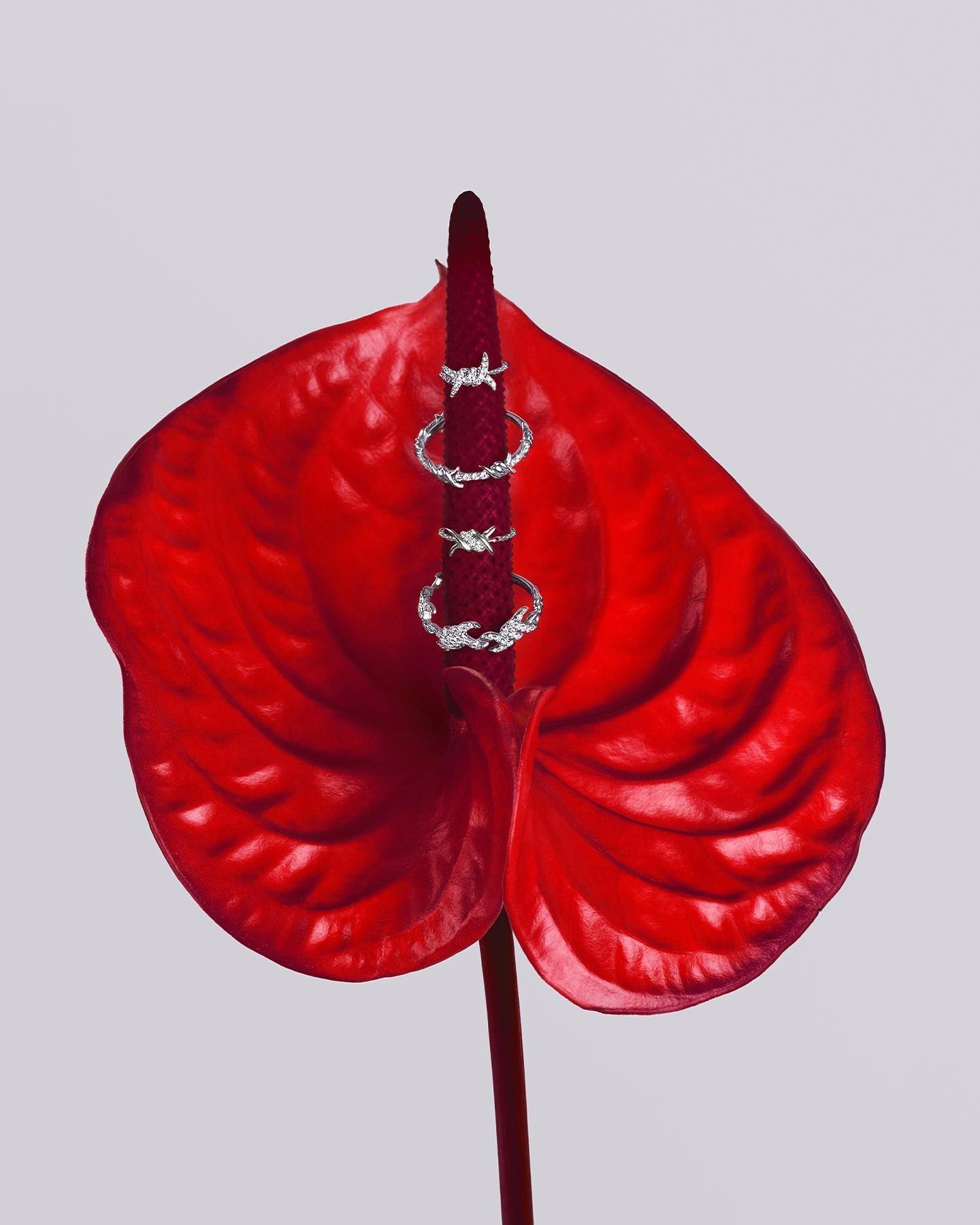 Fleur d'anthurium rouge avec trois anneaux de diamant ornant son spadice, sur fond gris clair.