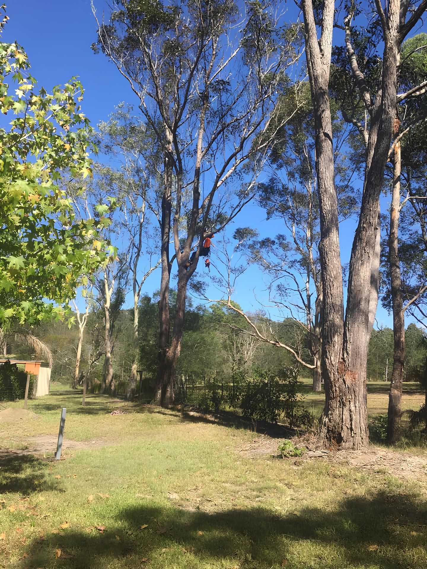 A person is hanging from a tree in a park — All One Arb Tree Service In Bonny Hills, NSW