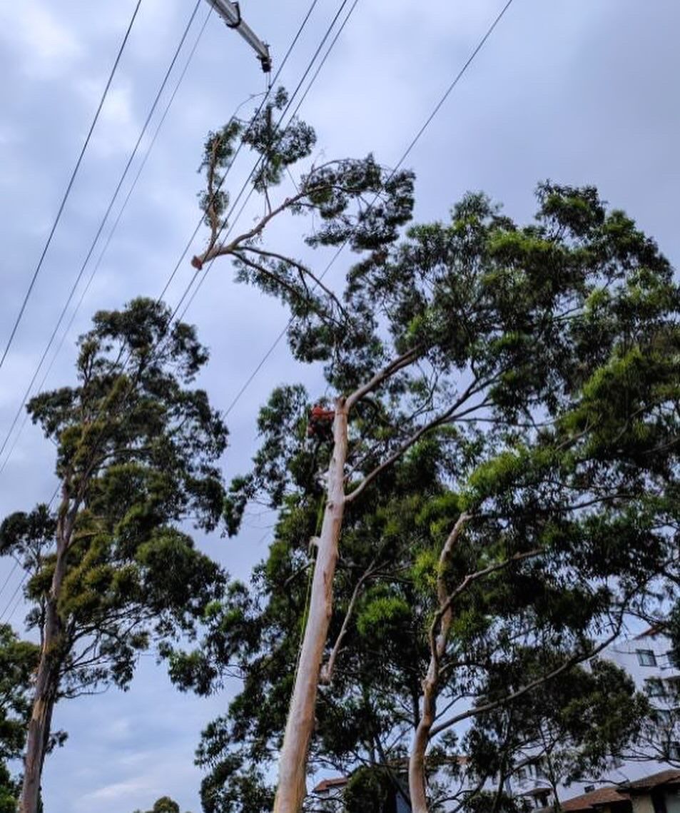 A person is cutting a tree with a chainsaw — All One Arb Tree Service In Bonny Hills, NSW