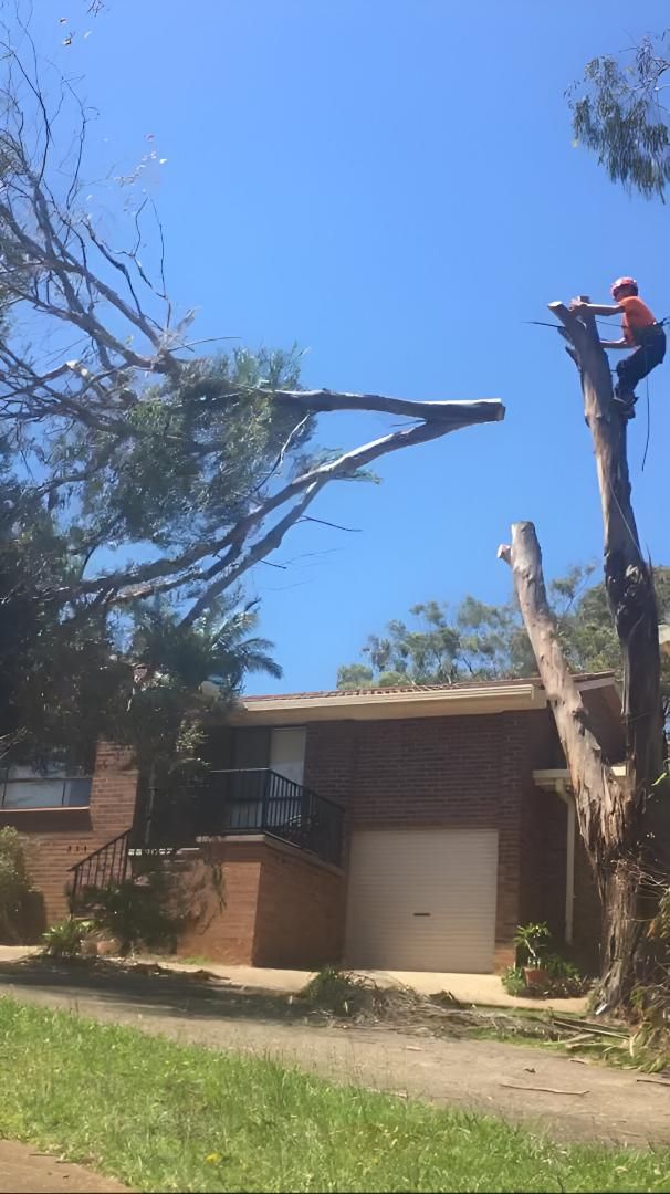 A man is climbing a tree in front of a house — All One Arb Tree Service In Bonny Hills, NSW