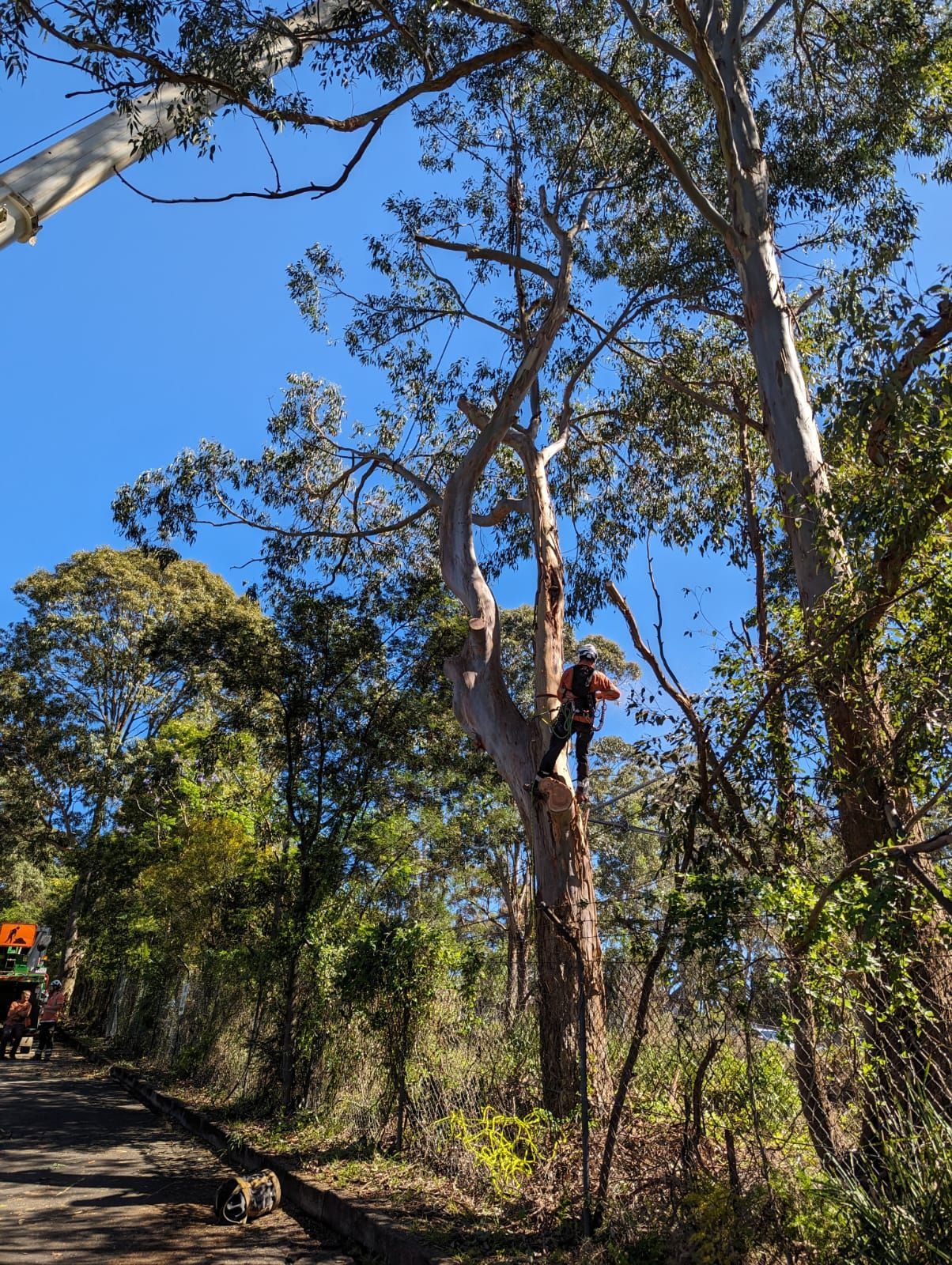 An arborist up in the tree — All One Arb Tree Service In Bonny Hills, NSW