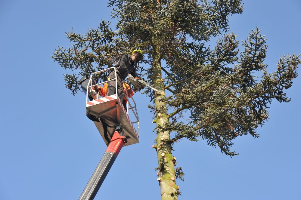 Arborist in a Lift Trimming a Tall Evergreen Tree — All One Arb Tree Service In Kempsey, NSW