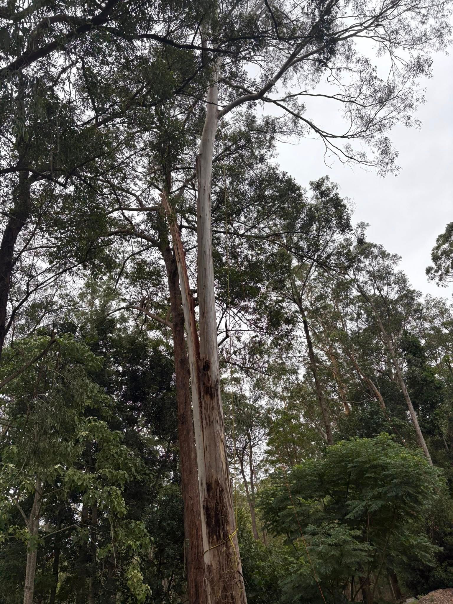 Tall Tree With Light Gray Bark — All One Arb Tree Service In Laurieton, NSW