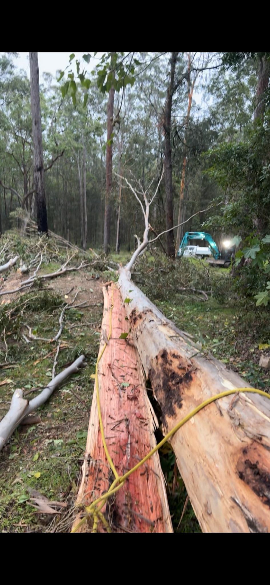 Fallen Tree Blocking a Forest Path — All One Arb Tree Service In Port Macquarie, NSW