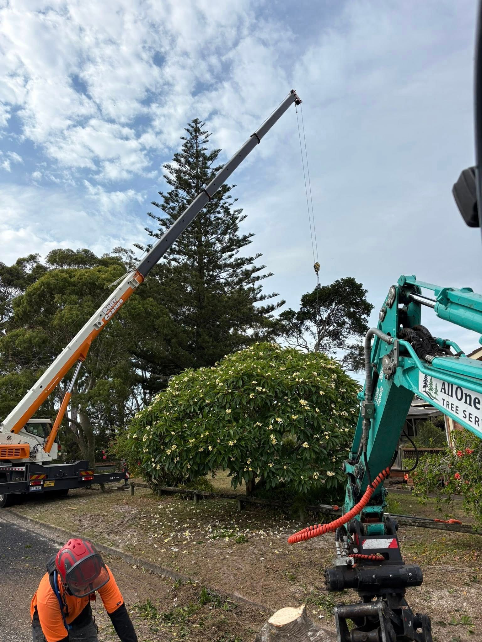 Crane and Excavator Removing a Tree — All One Arb Tree Service In Kempsey, NSW