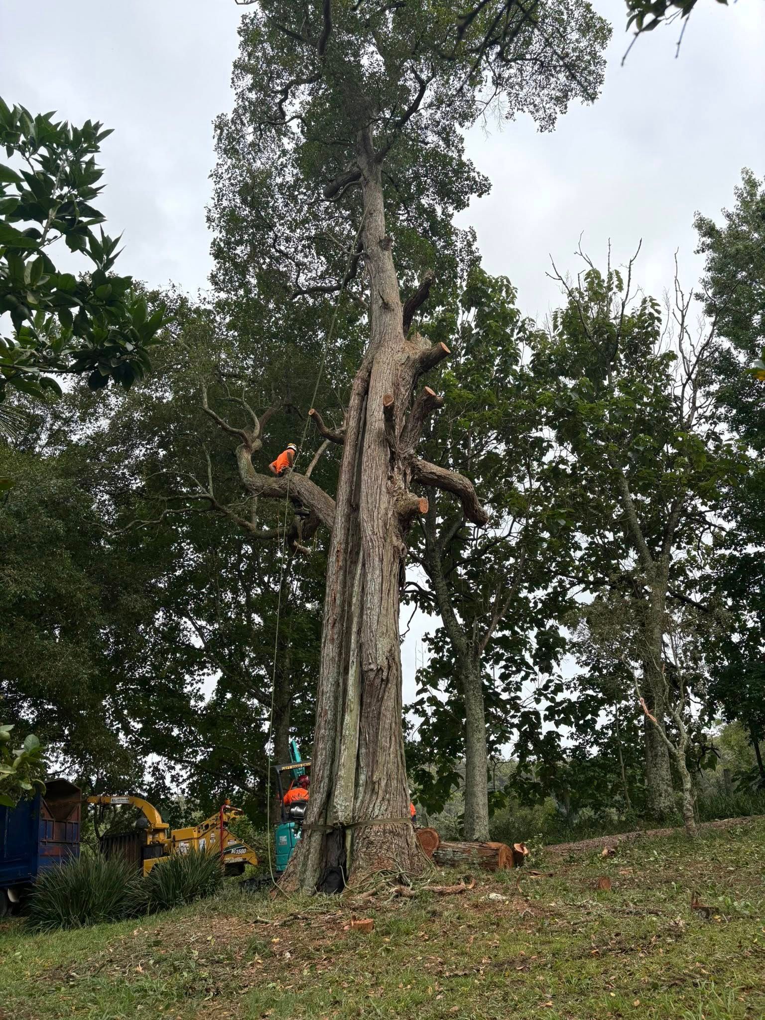 Tall Tree Being Worked on by Tree Trimmers — All One Arb Tree Service In Laurieton, NSW