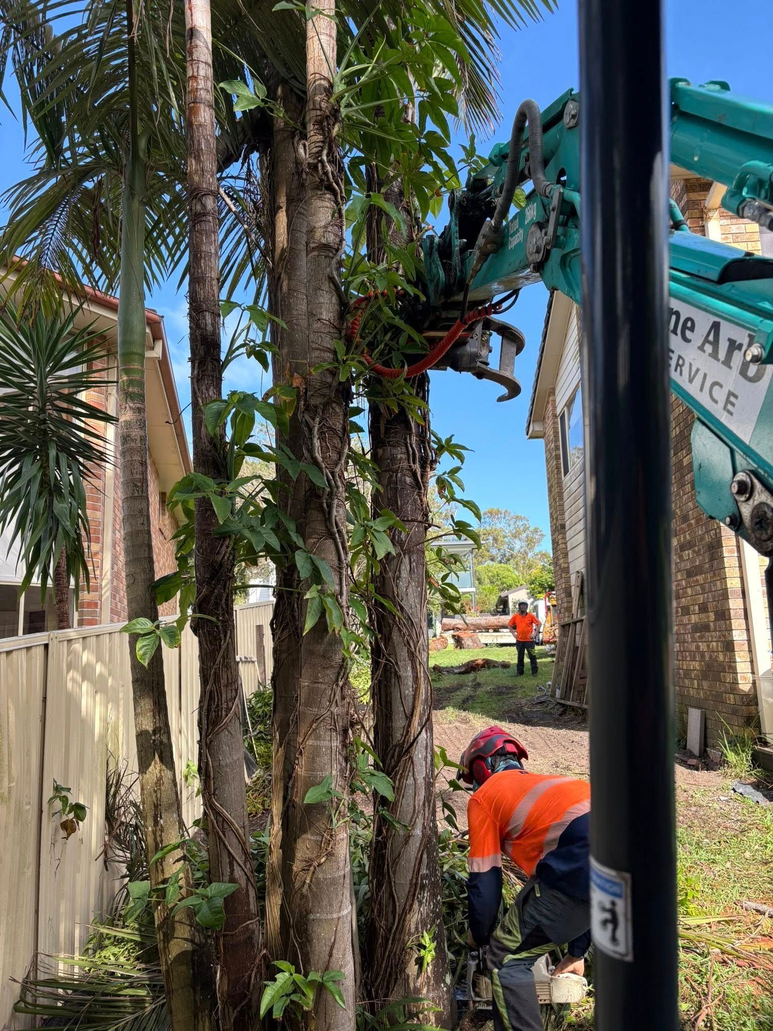 Tree Trimming Service — All One Arb Tree Service In Bonny Hills, NSW