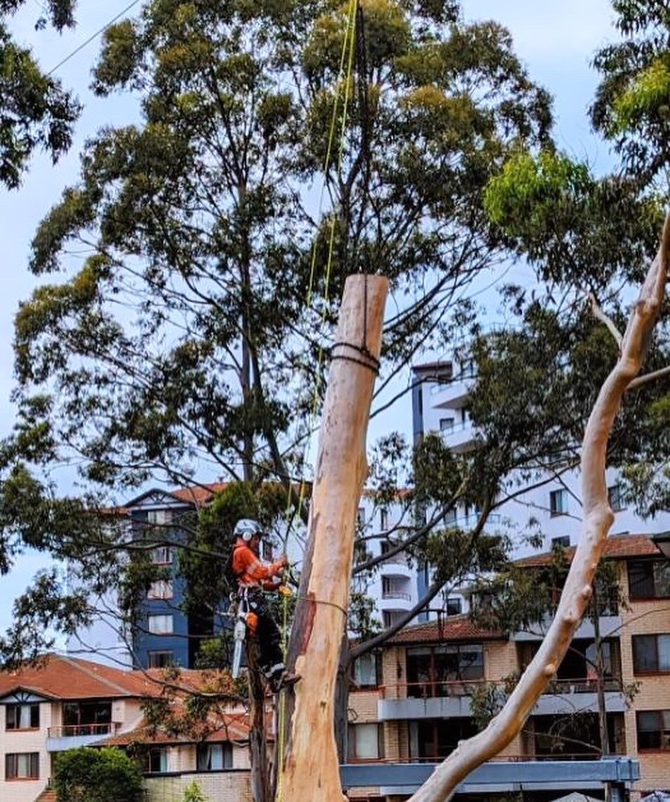 A man is cutting down a tree in front of a building — All One Arb Tree Service In Bonny Hills, NSW