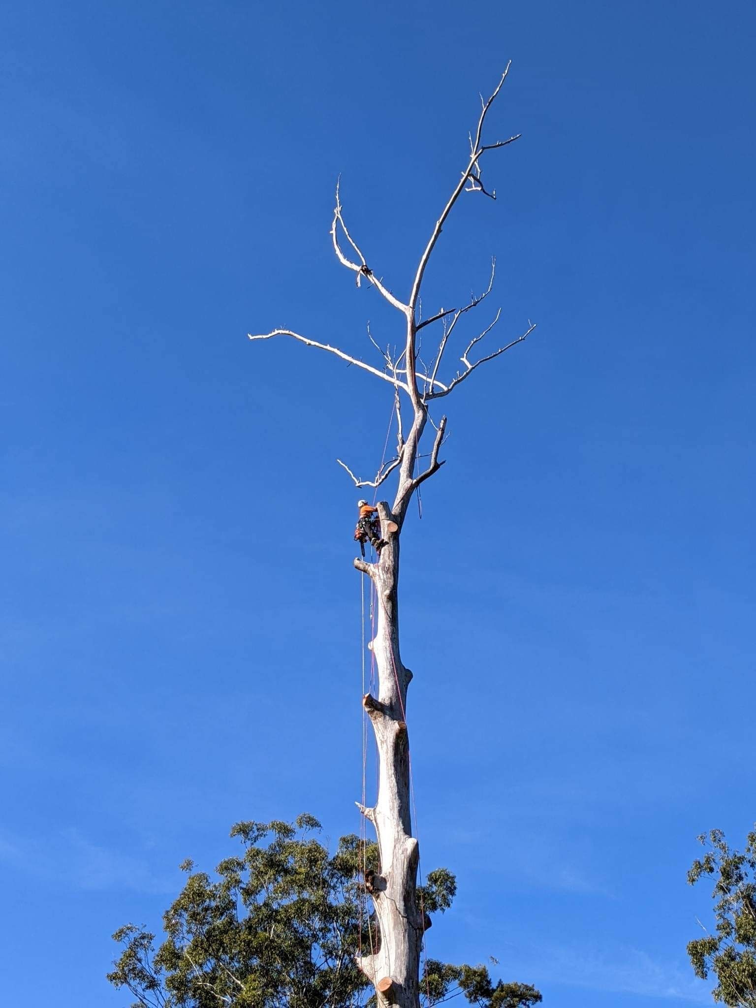 A man is climbing a tree with a blue sky in the background — All One Arb Tree Service In Bonny Hills, NSW