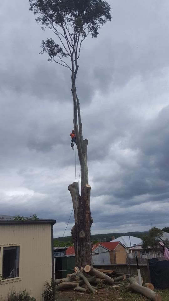 A man is climbing a tree with a chainsaw in front of a house — All One Arb Tree Service In Bonny Hills, NSW