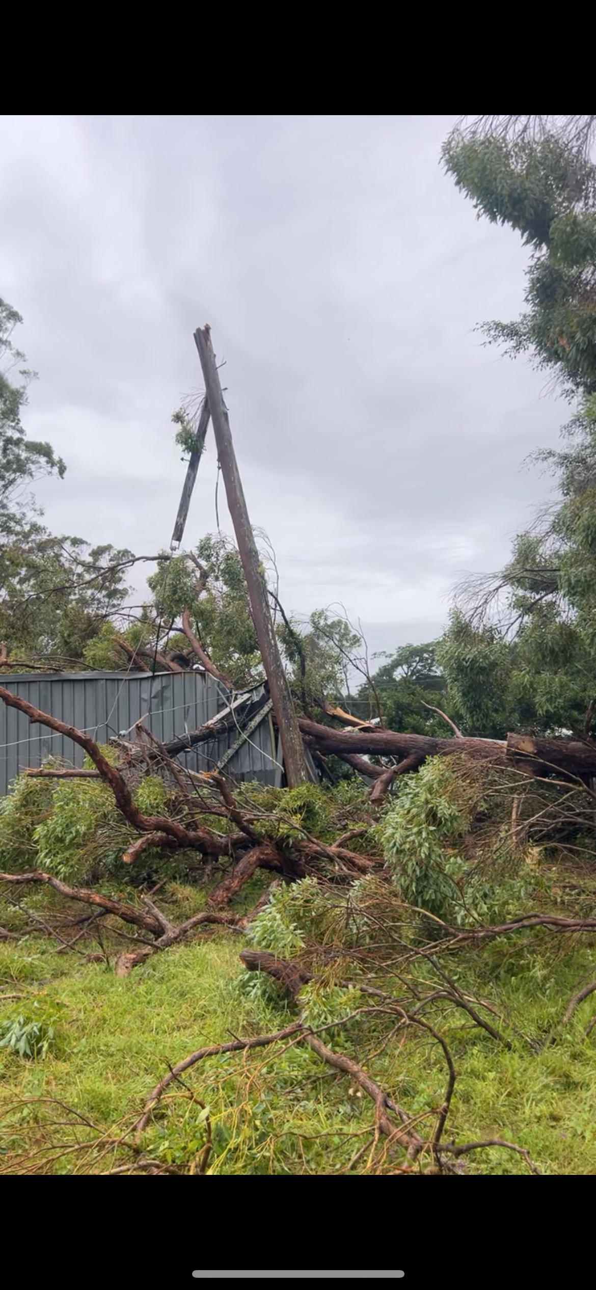 A tree that has fallen in the middle of a backyard — All One Arb Tree Service In Bonny Hills, NSW