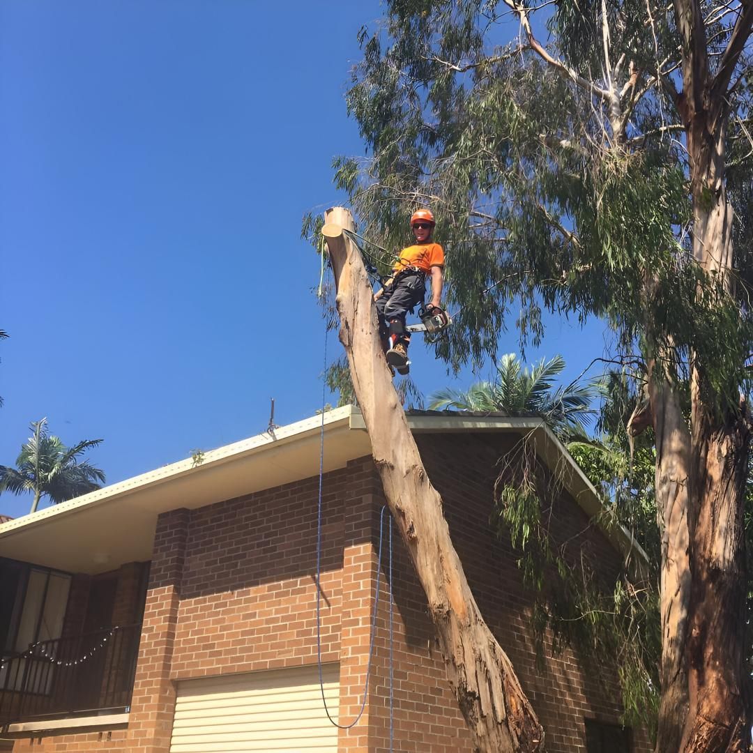 A man is climbing a tree on top of a house — All One Arb Tree Service In Bonny Hills, NSW