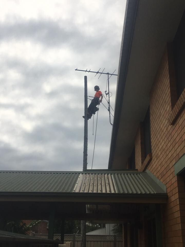 A man is climbing a pole in front of a house — All One Arb Tree Service In Bonny Hills, NSW