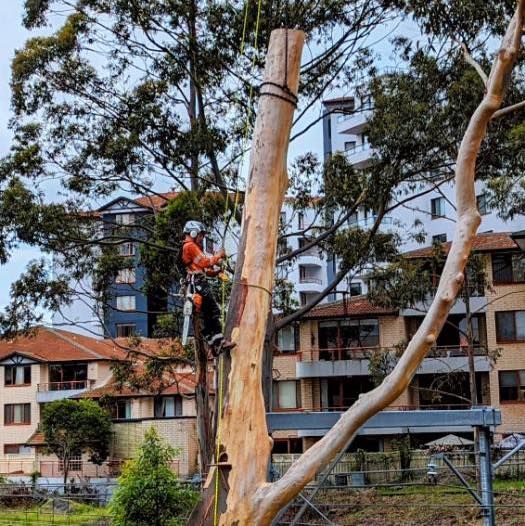 A Man Is Sitting on Top of A Tree  — All One Arb Tree Service In Bonny Hills, NSW