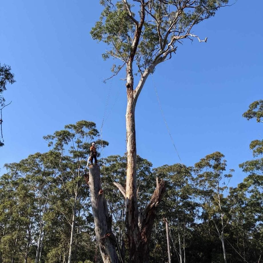 A Man Is Standing on Top of A Tree in A Forest — All One Arb Tree Service In Bonny Hills, NSW