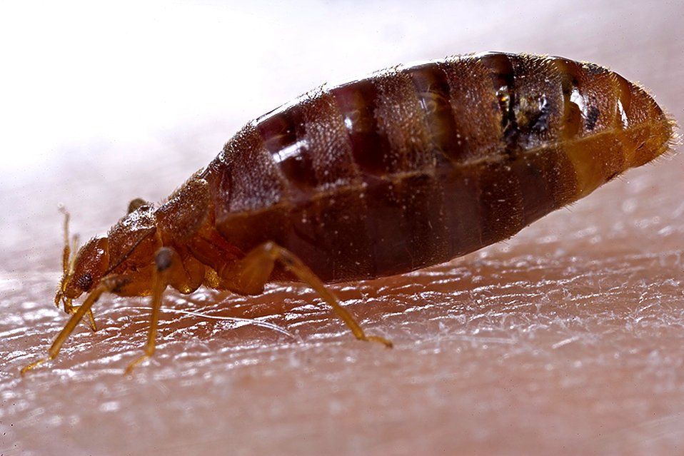 bed bug side view close up