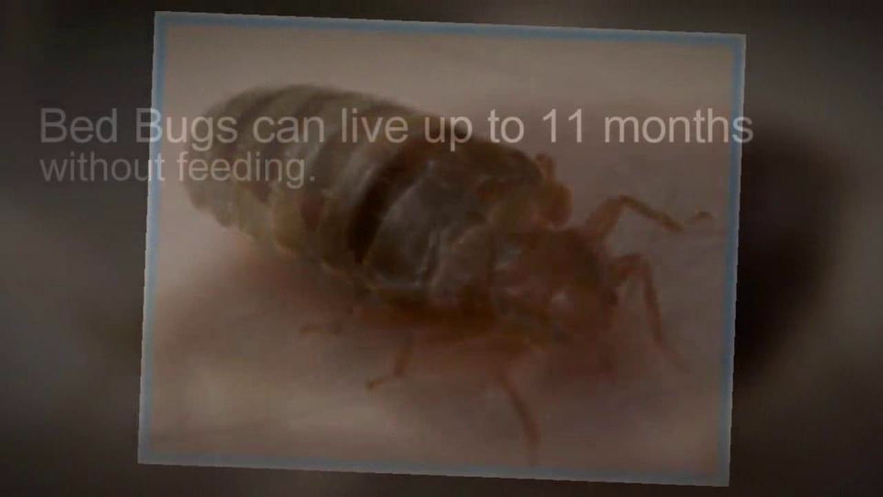 bed bugs image live 11 months with no food