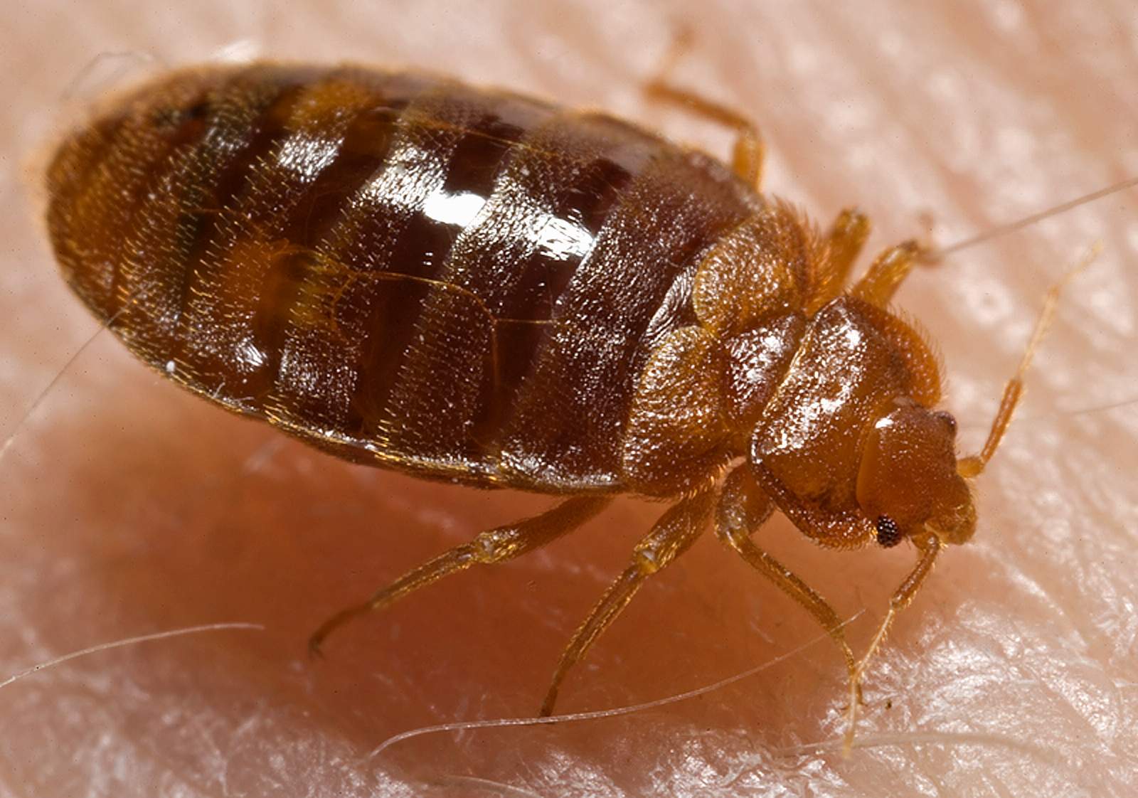 adult bed bug close up