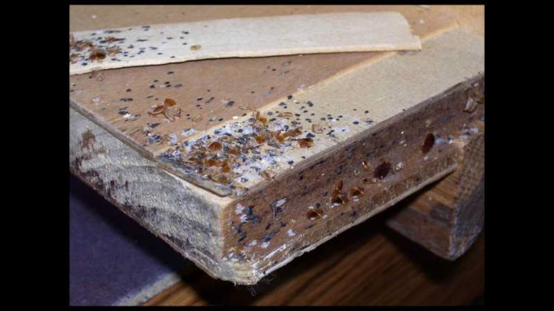 image of bed bugs infesting mattress
