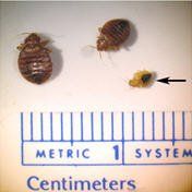 image of bed bug size and scale