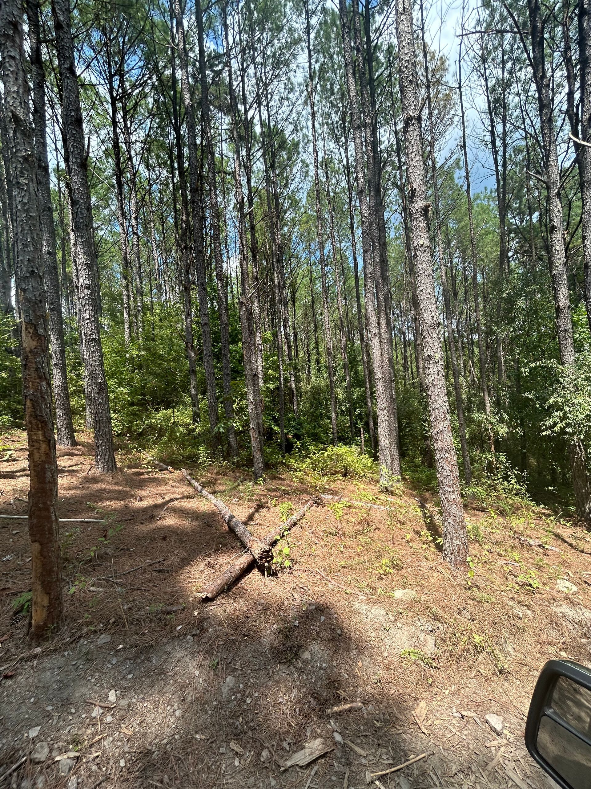 Forest scene with tall, thin trees and green foliage under a bright sky.