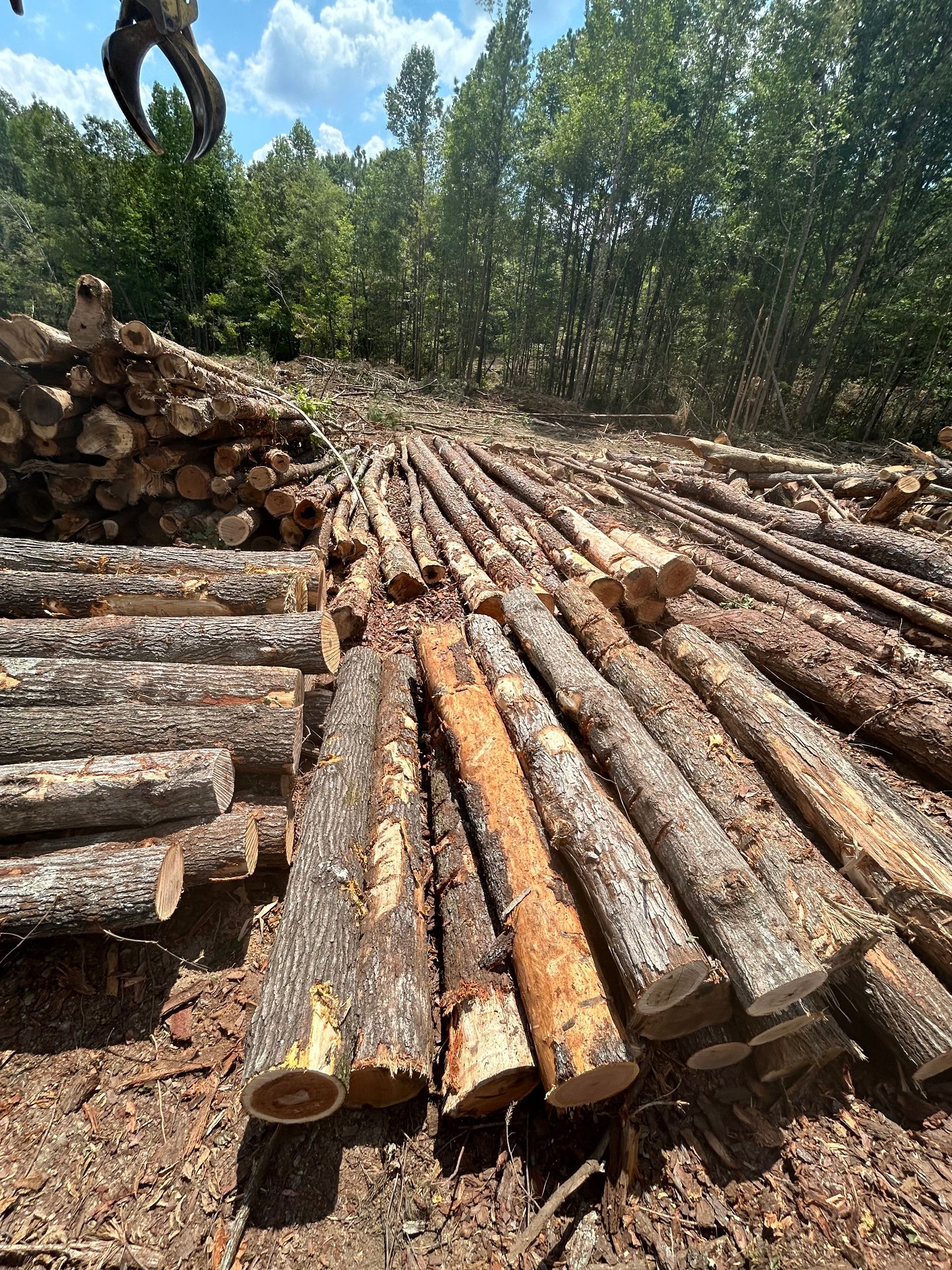 Logs of cut trees piled in a forest clearing, with an industrial claw in the upper left corner.