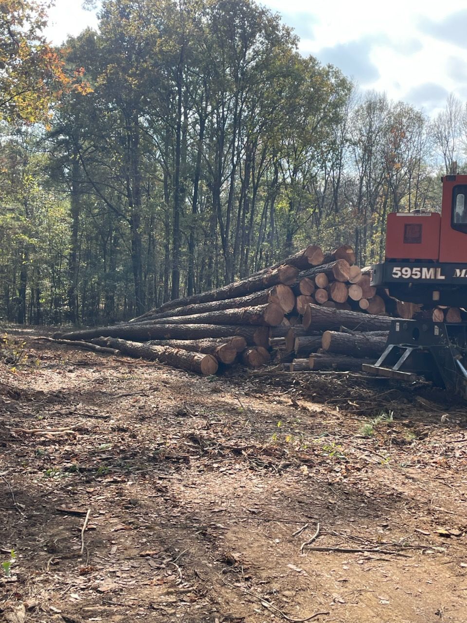 Logs piled beside a logging machine in a forest clearing.