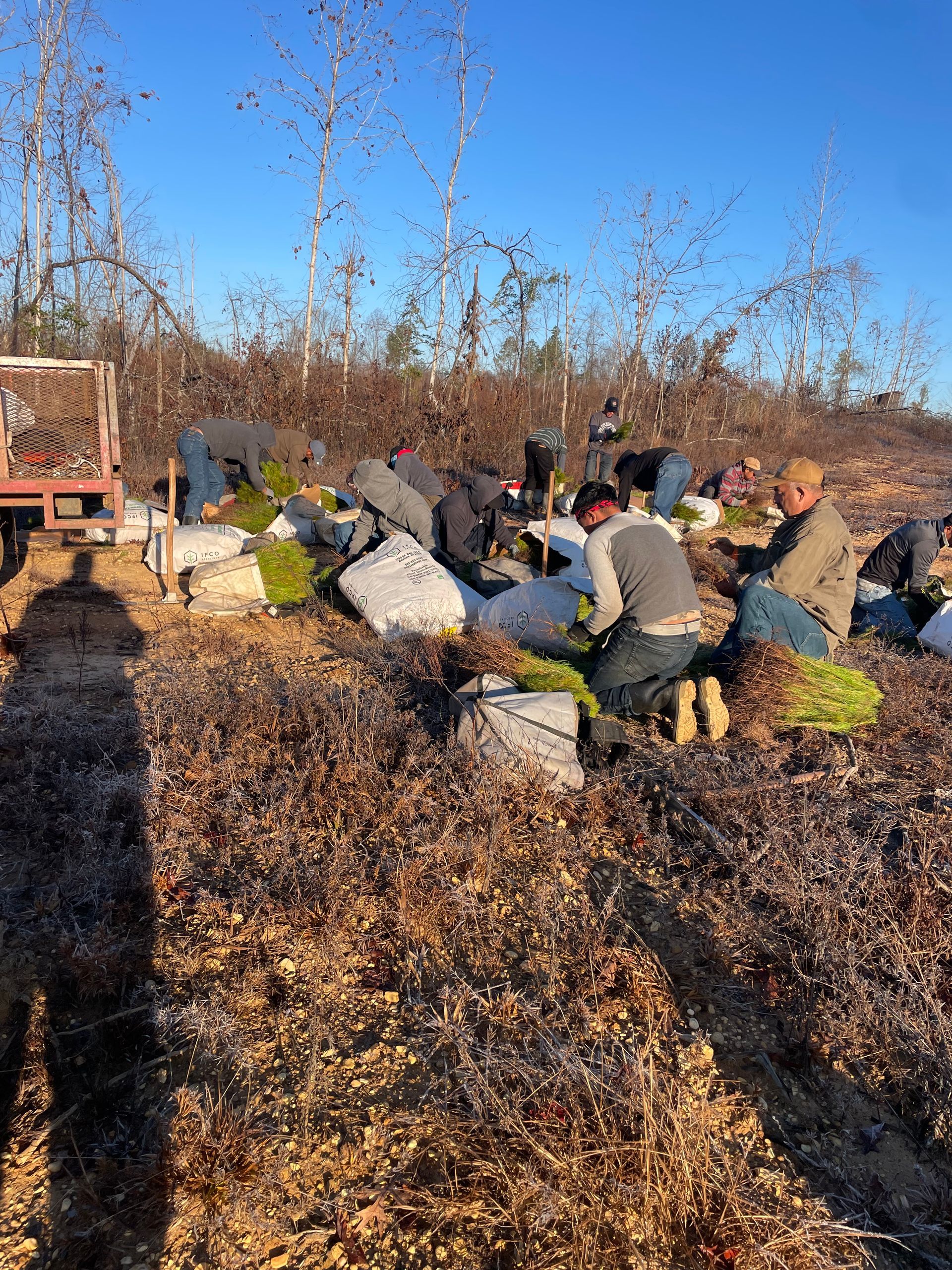 Group of people harvesting, kneeling among plants in a field on a sunny day.