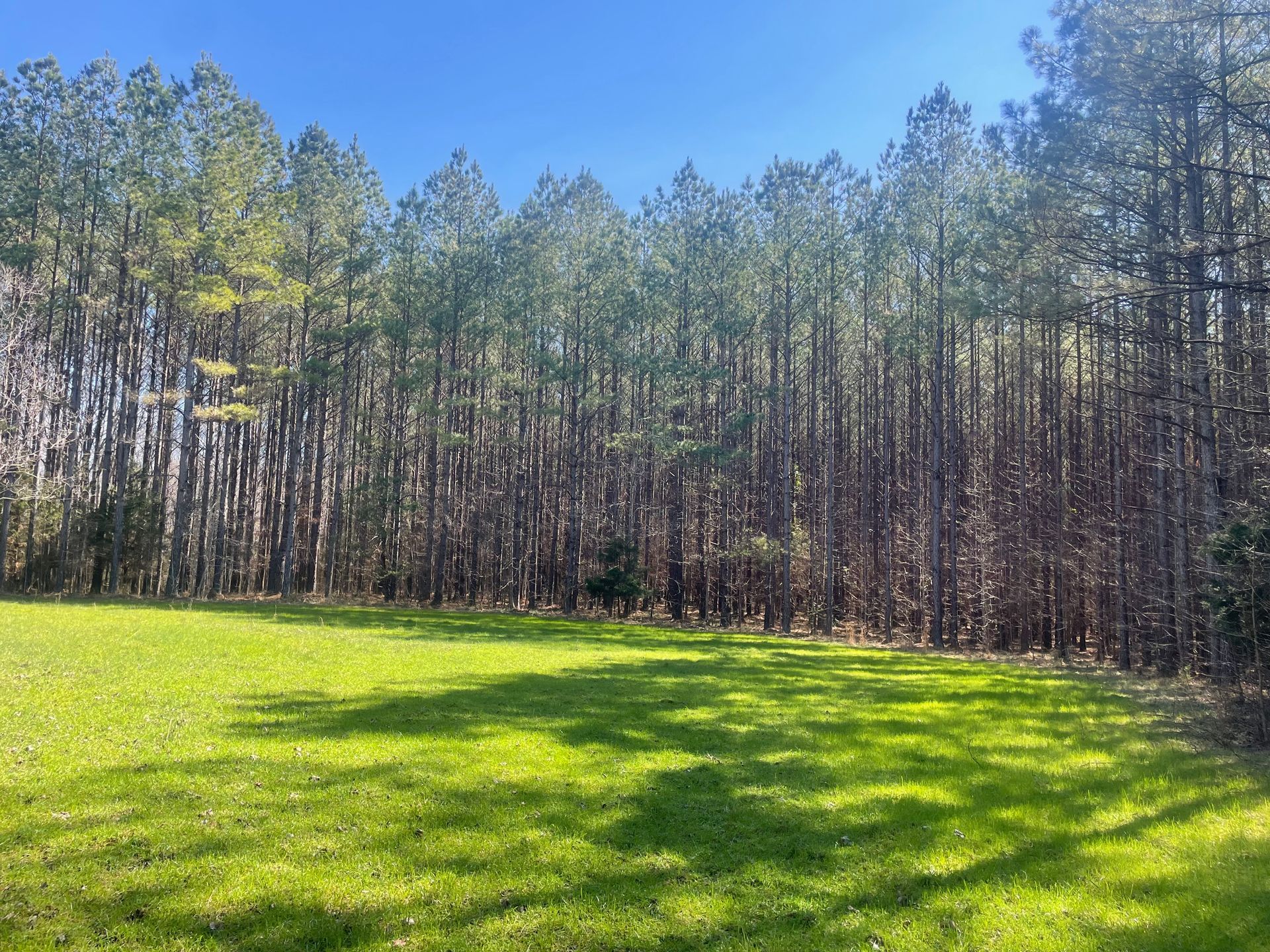 Grassy field with tall pine trees against a bright blue sky.
