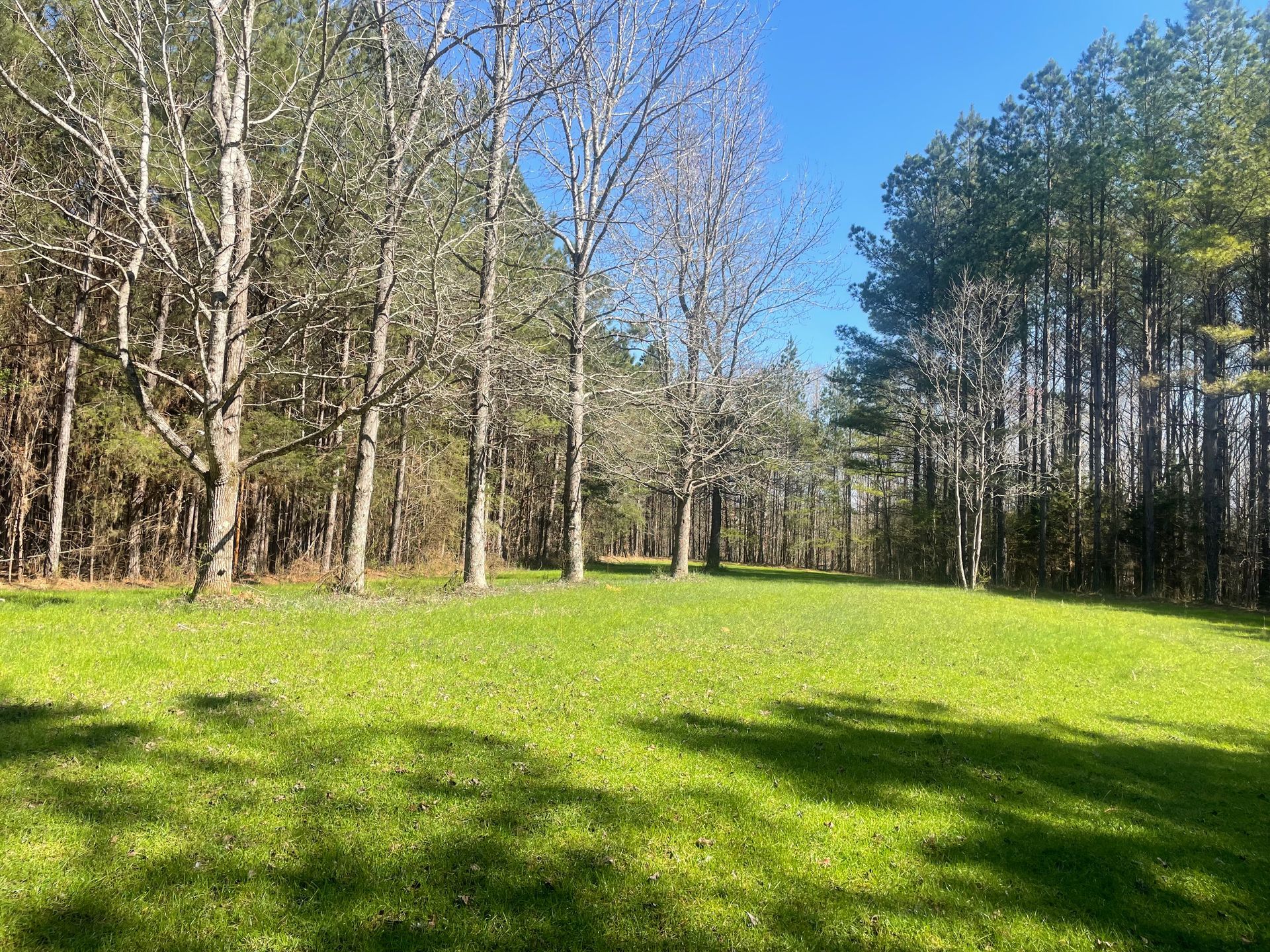 Grassy clearing surrounded by trees under a bright blue sky.