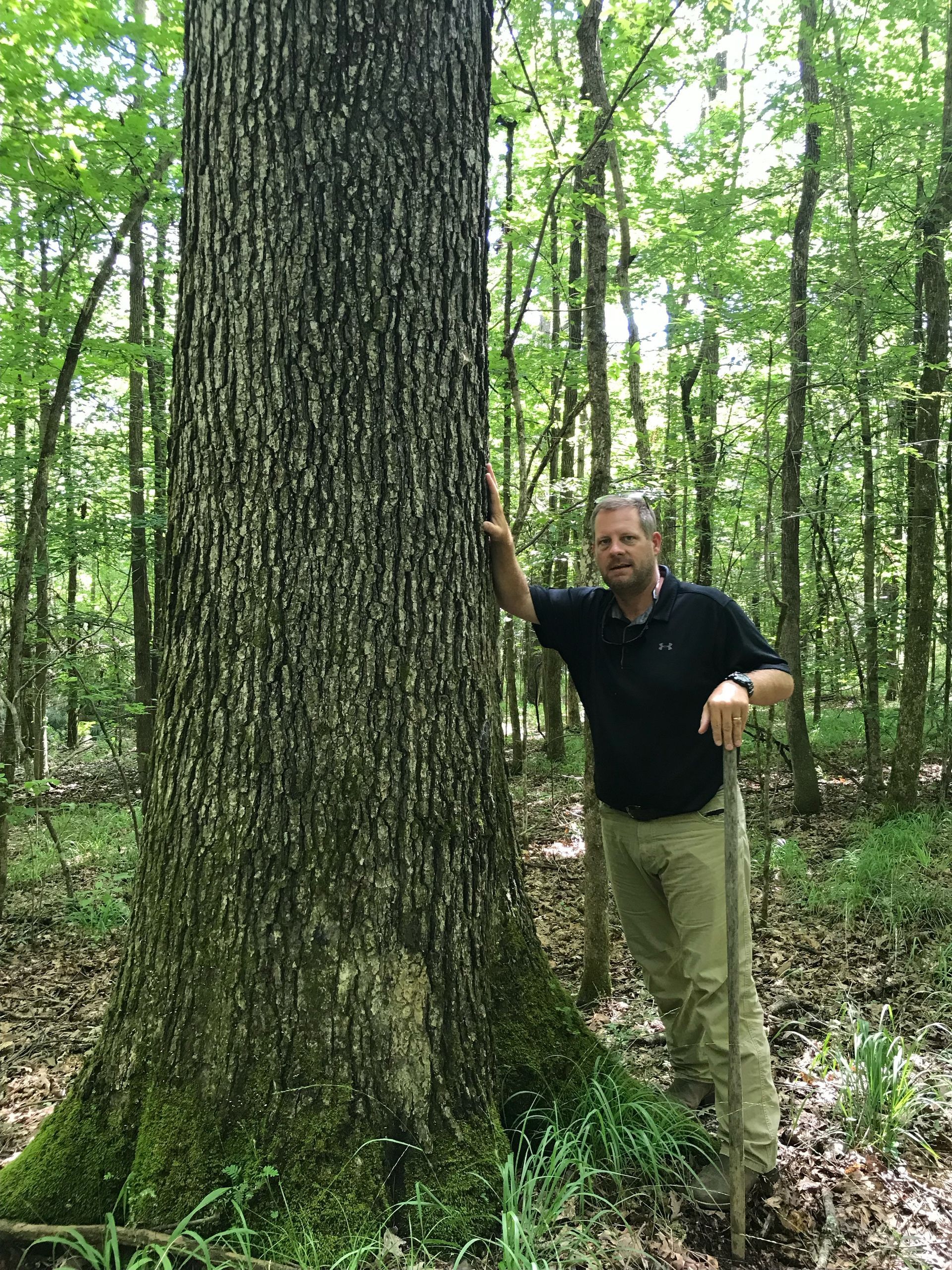 Man stands next to a large tree in a forest; he touches the trunk with his hand.