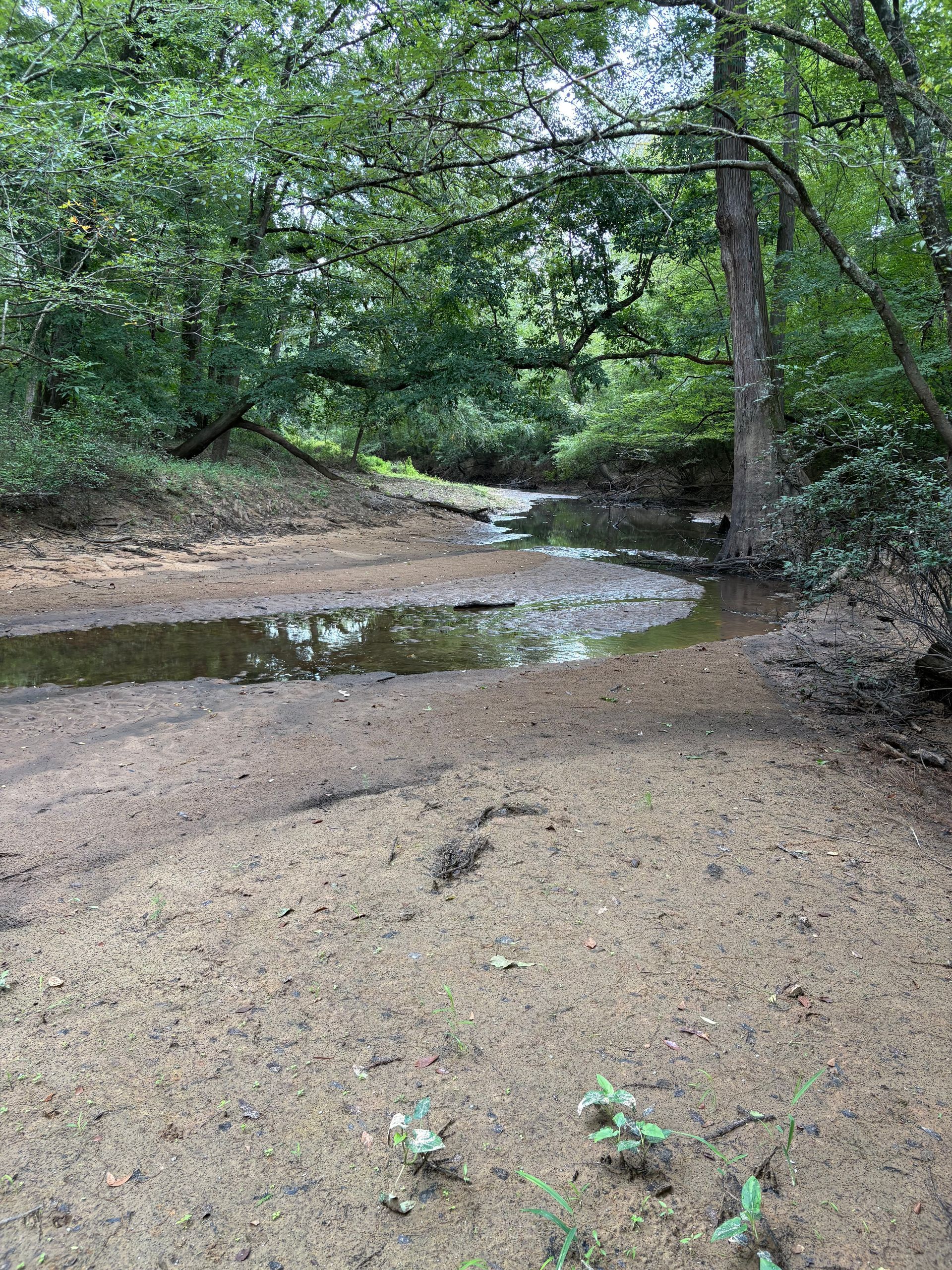 A muddy creek bed winding through a shaded forest with green trees.