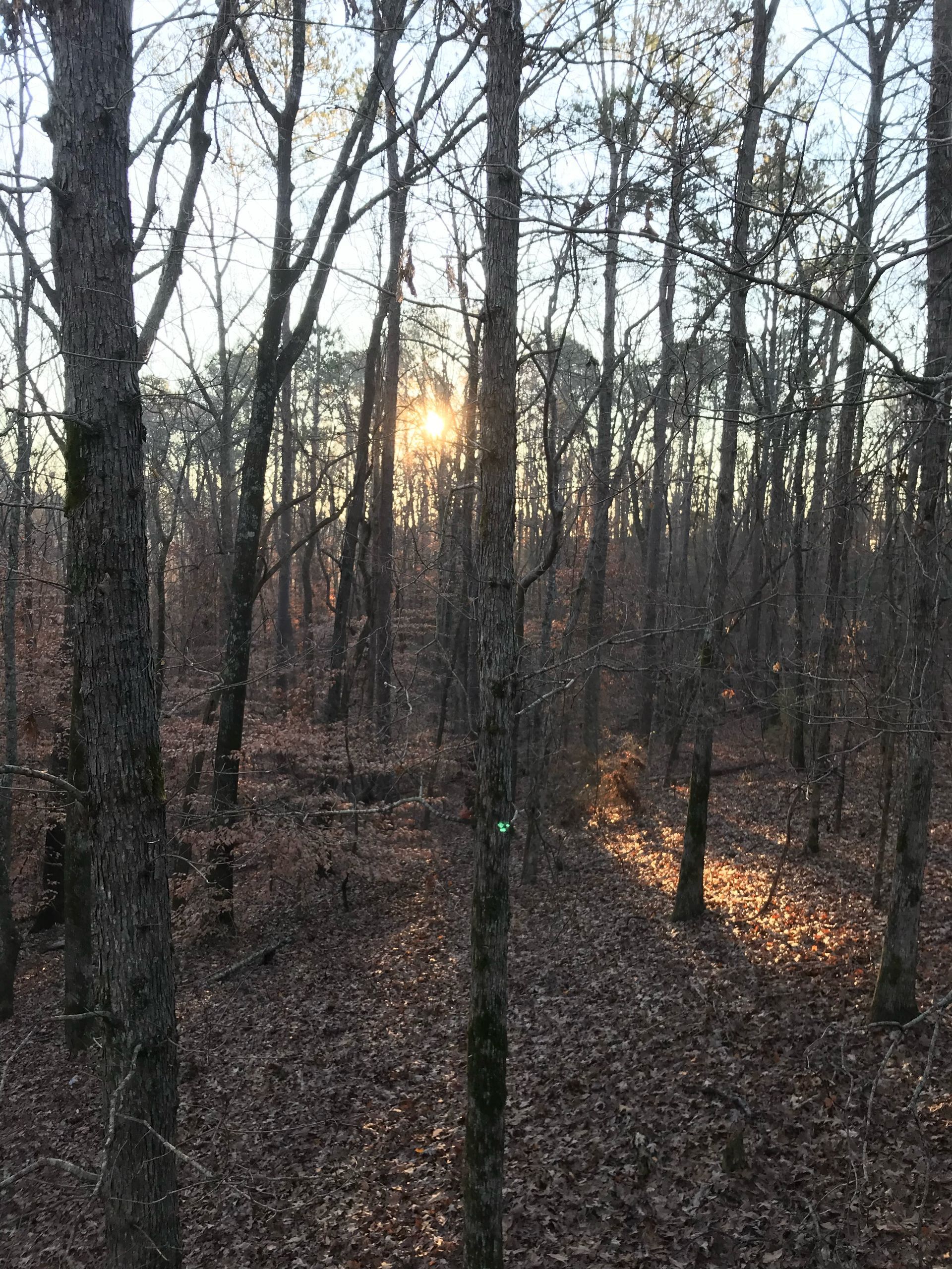Sunlight filters through bare trees in a forest, casting shadows on a brown, leaf-covered ground.