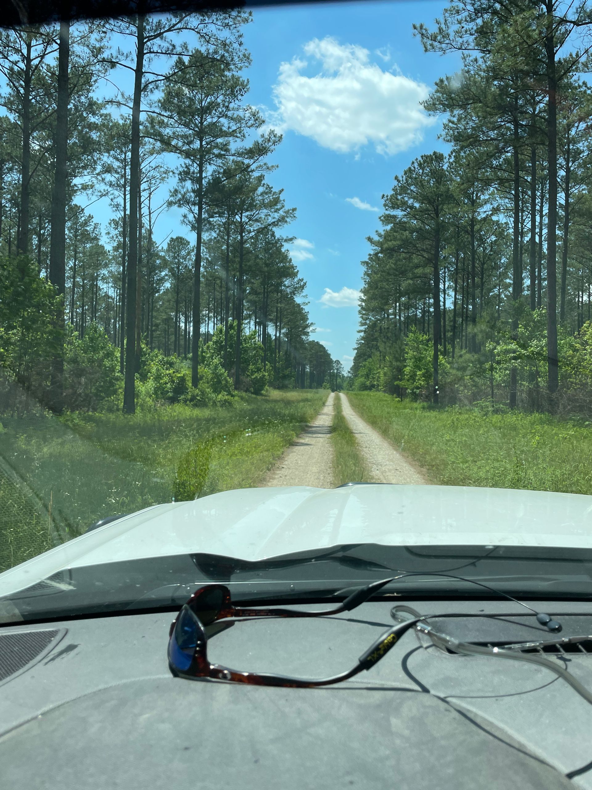 View from a vehicle's dashboard looking down a long, dirt road lined with tall trees under a blue sky.