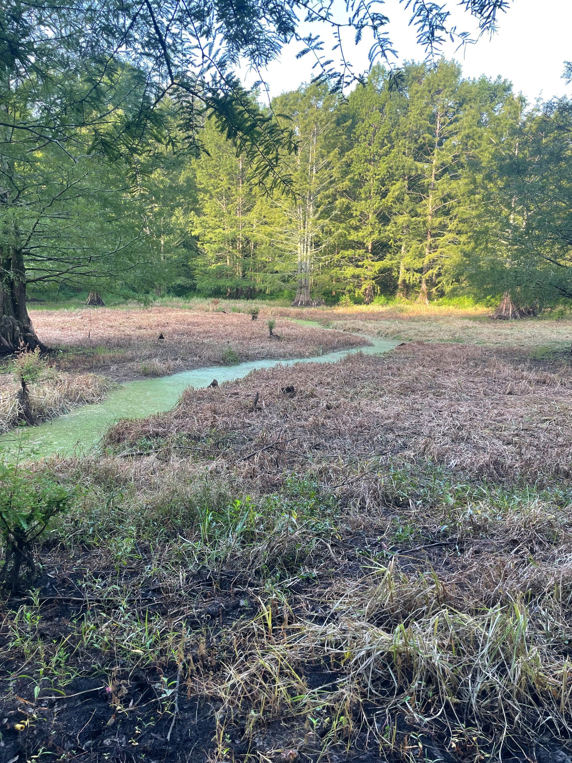 A forest clearing with a green stream winding through fallen leaves, trees in the background.