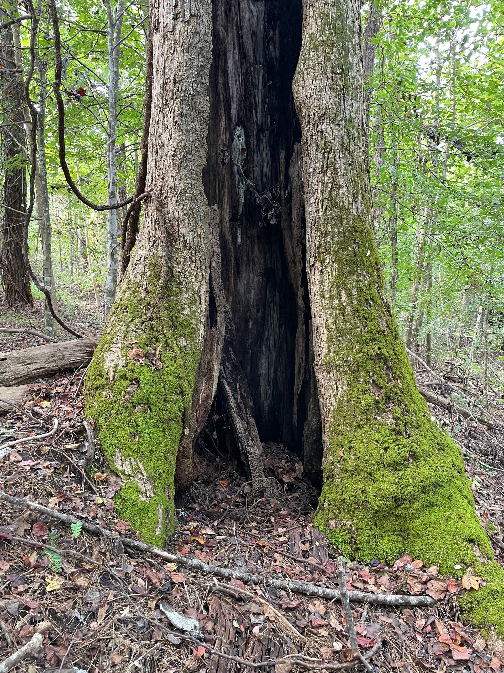 Hollowed tree trunk in a forest with green moss and a dark interior.
