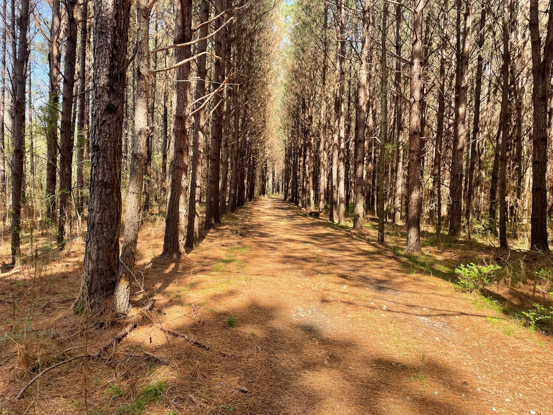 Path through a forest lined with tall trees, sunlit on a brown forest floor.