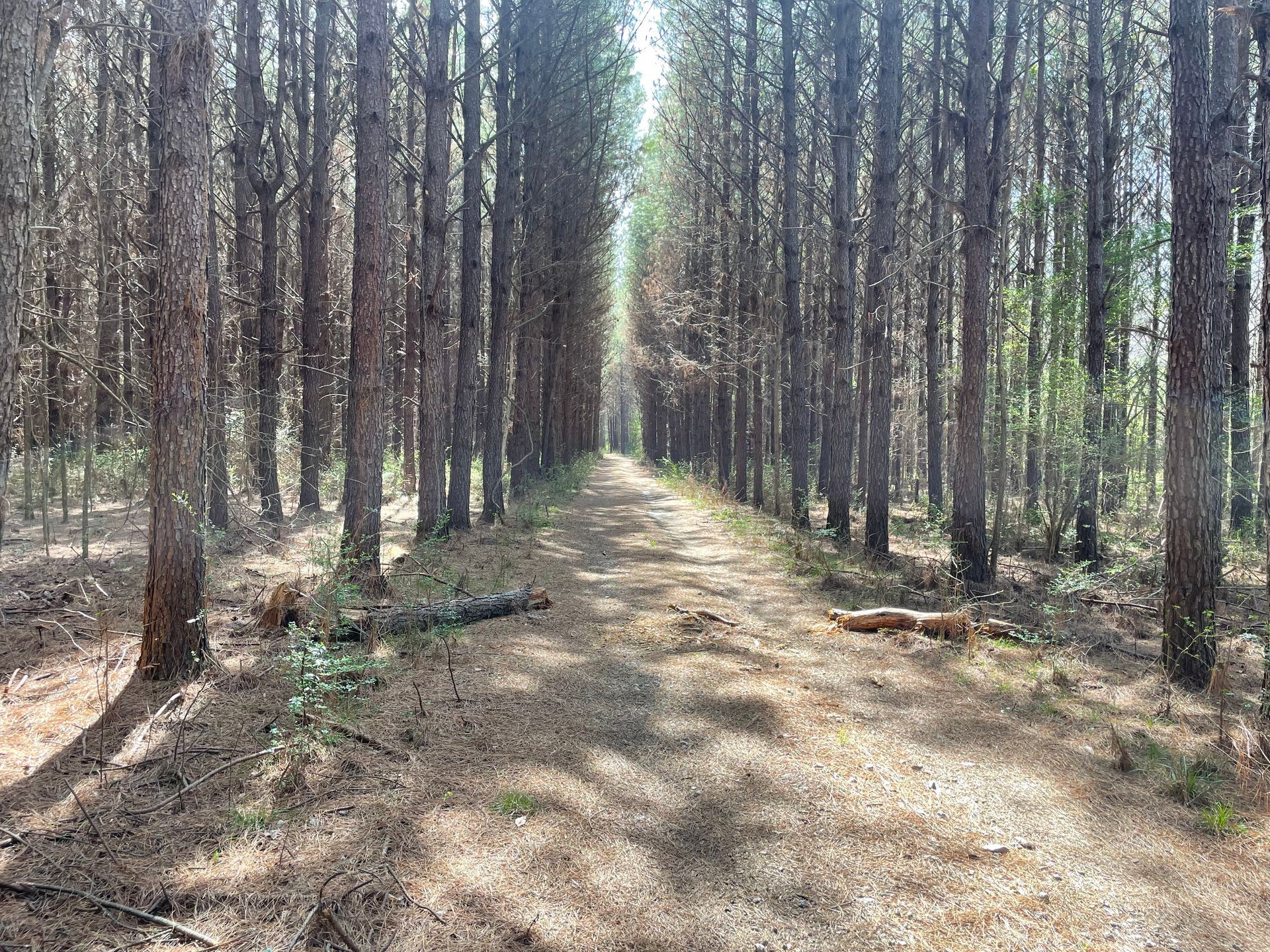 Dirt path through a tall pine forest; sunlight filters through the trees, creating shadows.