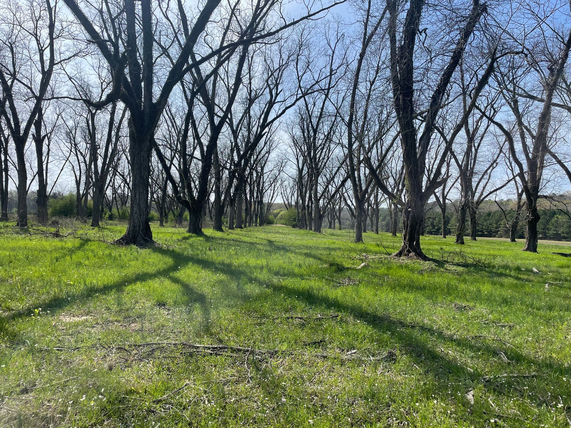 Grassy field with bare trees casting shadows on the grass under a bright blue sky.