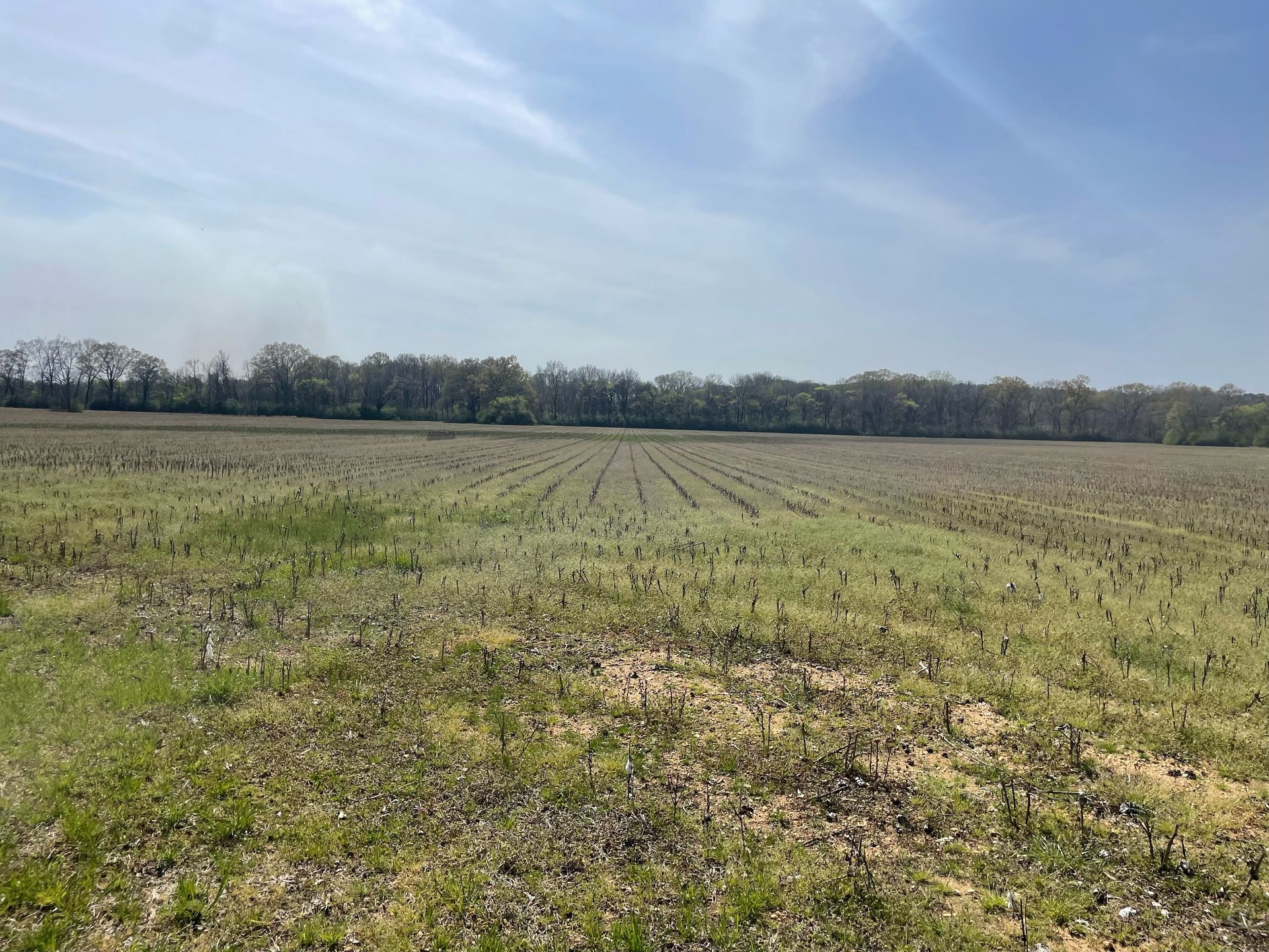 Field of short, cut plants under a blue sky, with a line of trees in the distance.