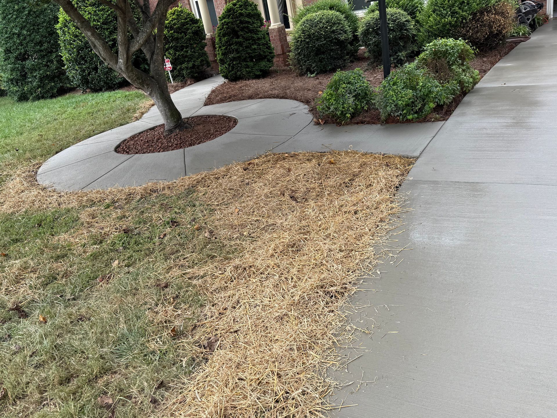 Wood chips scattered over a patch of grass along a concrete driveway and walkway in a suburban yard.
