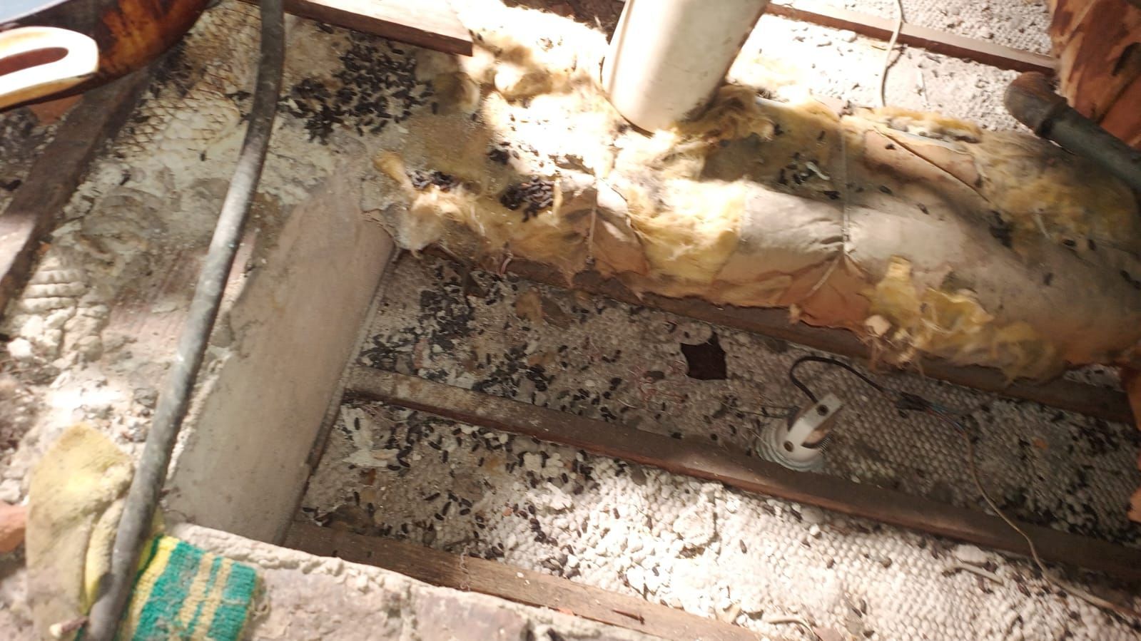 Ahuyentamiento de murciélagos